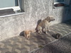 20110129215920.jpg